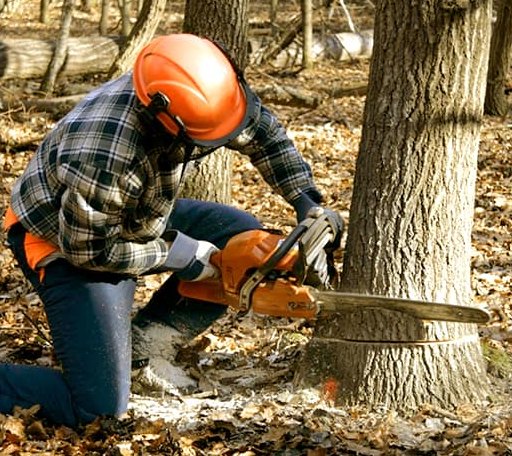 Tree Removal in Newtonville, NJ